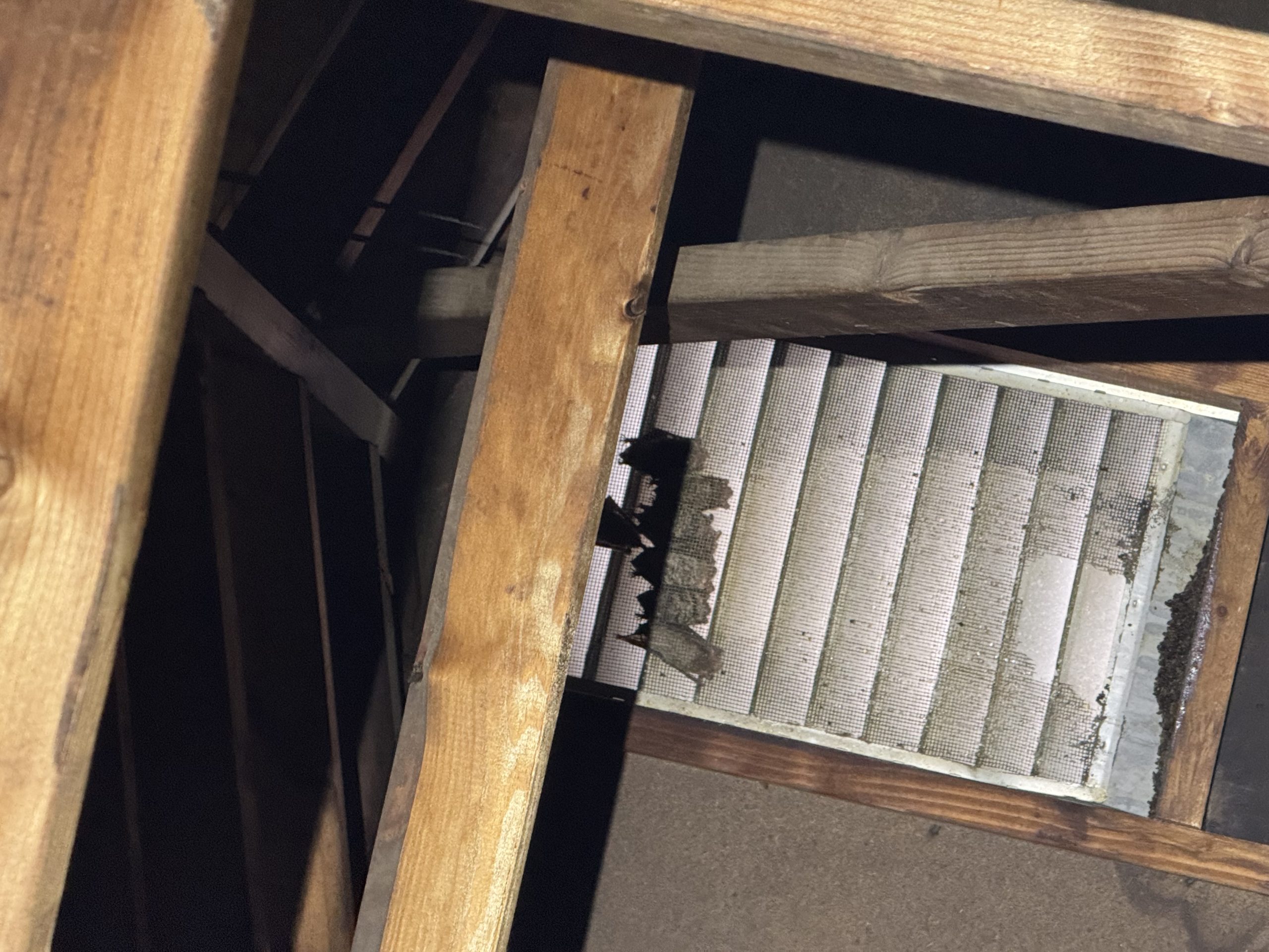 Bat removal & exclusion