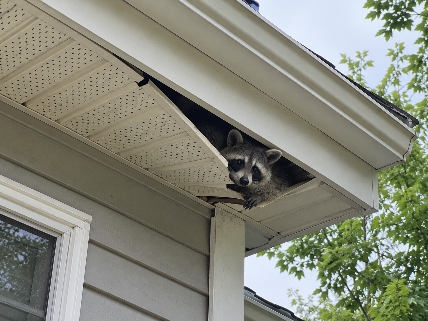Raccoon Removal & Exclusion