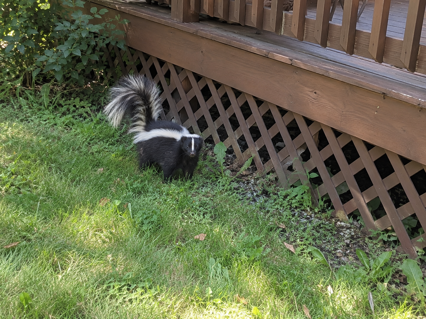 Skunk Removal