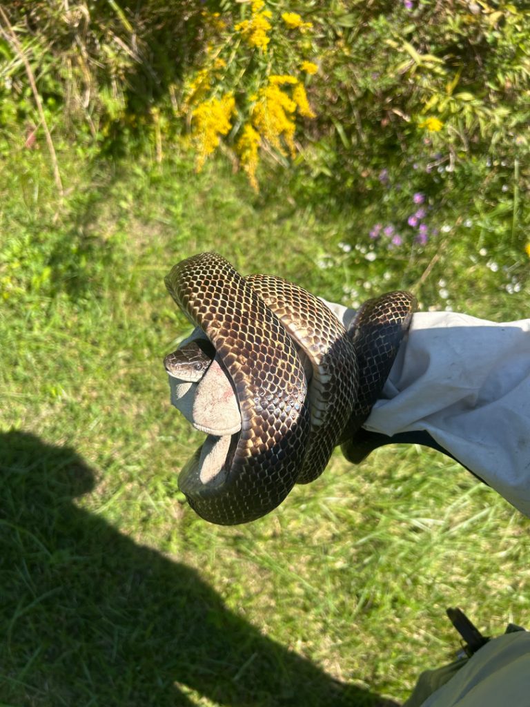 Snake Removal