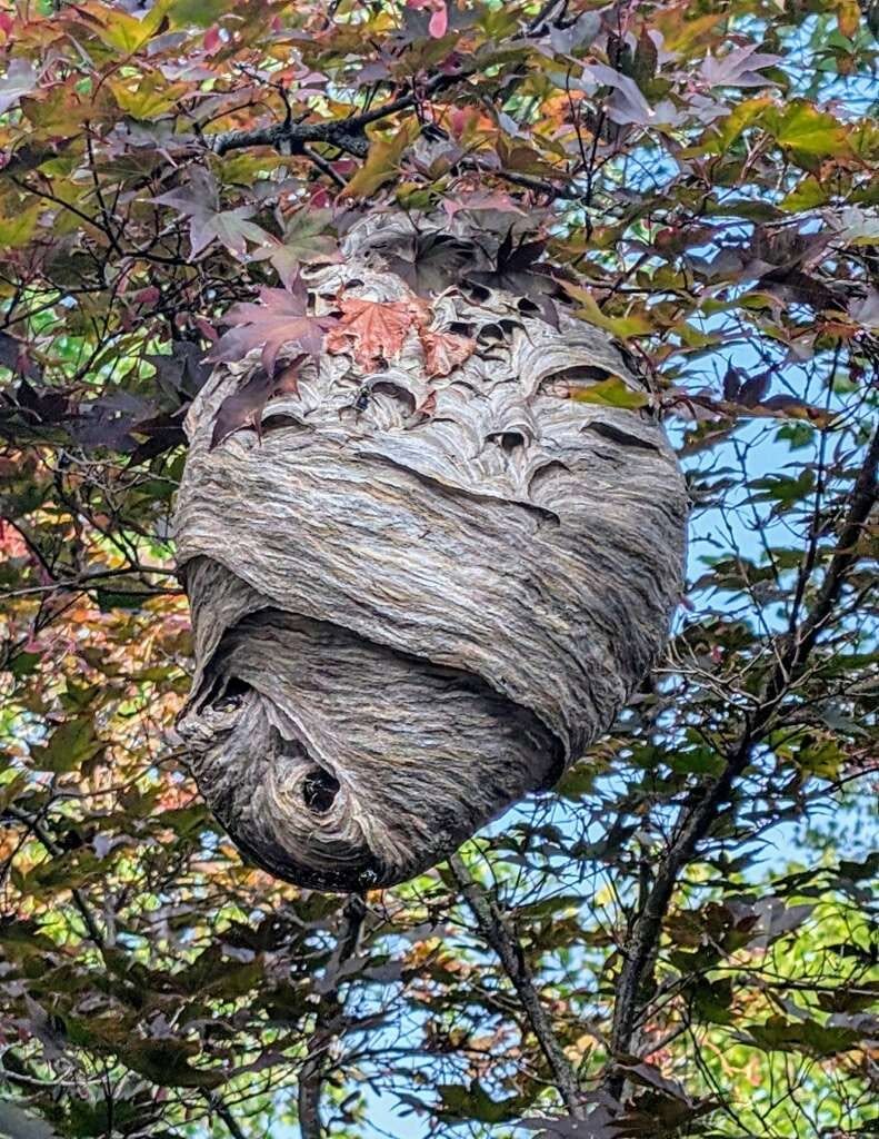 Hornet & Wasp Nest Removal